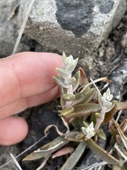 Dudleya parva