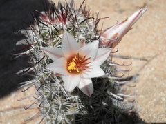 Mammillaria hutchisoniana