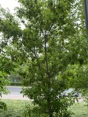 Acer negundo
