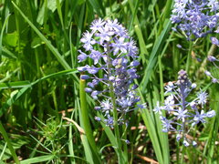 Scilla litardierei