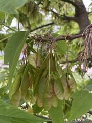 Acer negundo