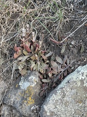 Dudleya parva