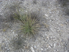 Yucca coahuilensis
