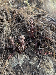 Dudleya parva