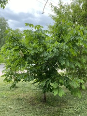 Aesculus hippocastanum