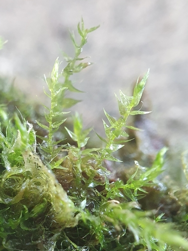 Representative image of Hygroamblystegium