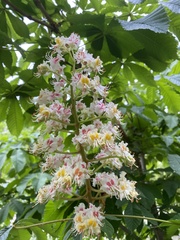 Aesculus hippocastanum