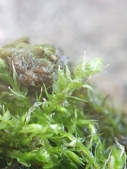 Hygroamblystegium varium