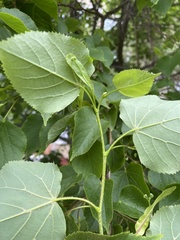 Tilia cordata