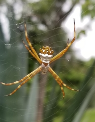Argiope butchko
