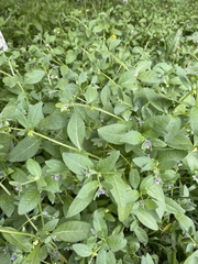 Asperugo procumbens