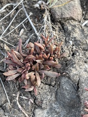 Dudleya parva