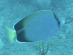 Chaetodon dolosus