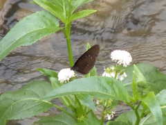 Euploea sylvester swinhoei