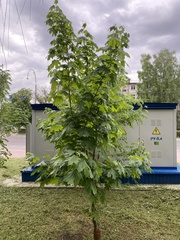 Acer platanoides