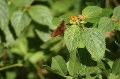 Miltomiges cinnamomea