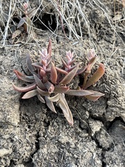Dudleya parva