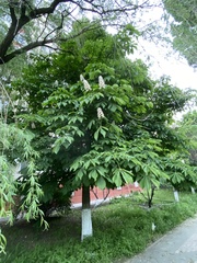 Aesculus hippocastanum