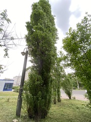 Populus