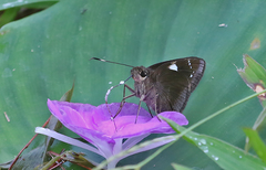 Notocrypta feisthamelii