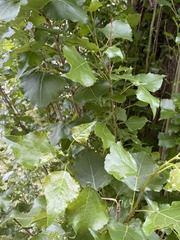Populus