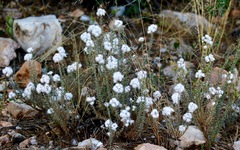 Eriocephalus luederitzianus
