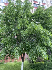 Tilia cordata