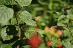 Cissia phronius