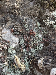 Dudleya parva