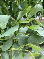Tilia cordata