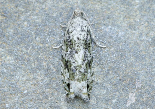Proteoteras obnigrana