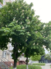 Aesculus hippocastanum