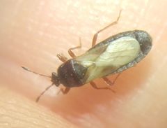 Dimorphopterus blissoides