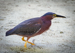 Butorides virescens image