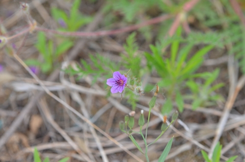 Erodium stephanianum (Erodium stephanianum)
