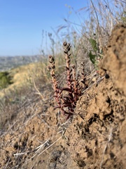 Dudleya parva