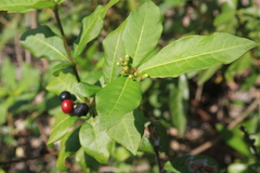 Rauvolfia tetraphylla