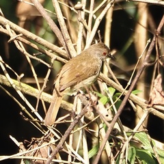 Rubigula erythropthalmos