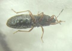 Dimorphopterus blissoides