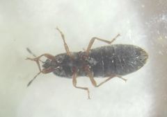 Dimorphopterus blissoides