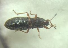 Dimorphopterus blissoides