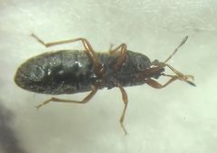 Dimorphopterus blissoides