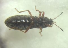 Dimorphopterus blissoides