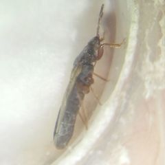 Dimorphopterus blissoides