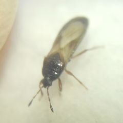 Dimorphopterus blissoides