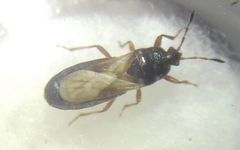 Dimorphopterus blissoides