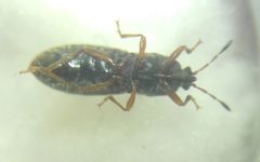 Dimorphopterus blissoides