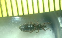 Dimorphopterus blissoides