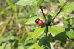 Rauvolfia tetraphylla