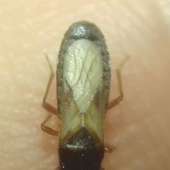 Dimorphopterus blissoides